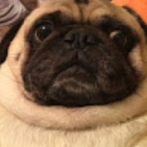 Meet your Posher, Abigail